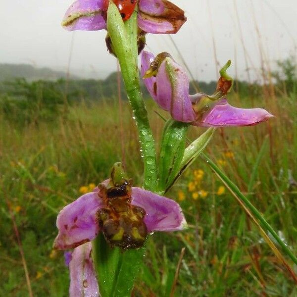 Ophrys apifera ᱵᱟᱦᱟ