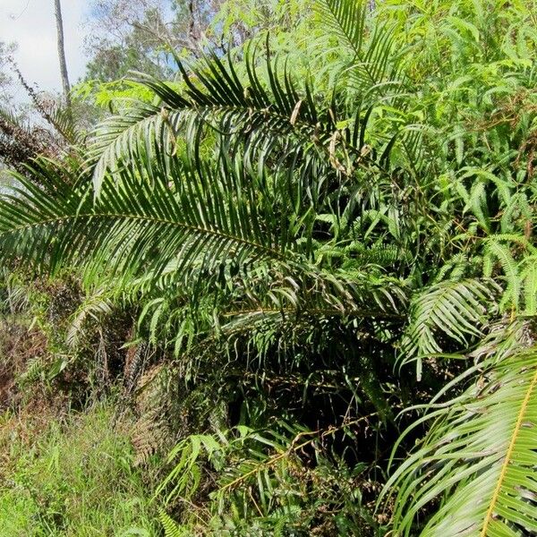 Blechnum orientale Хабит