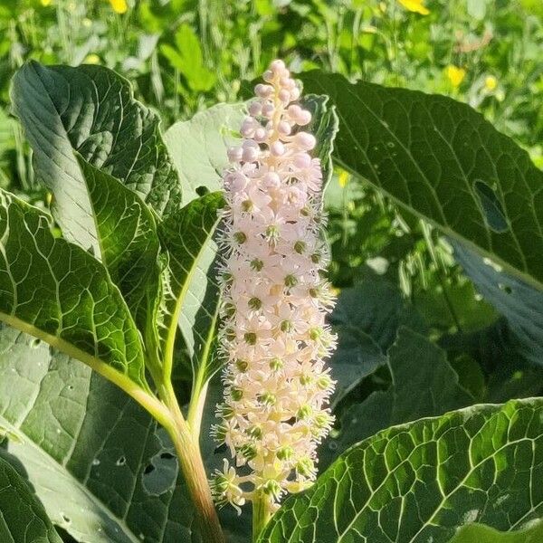 Phytolacca acinosa ফুল