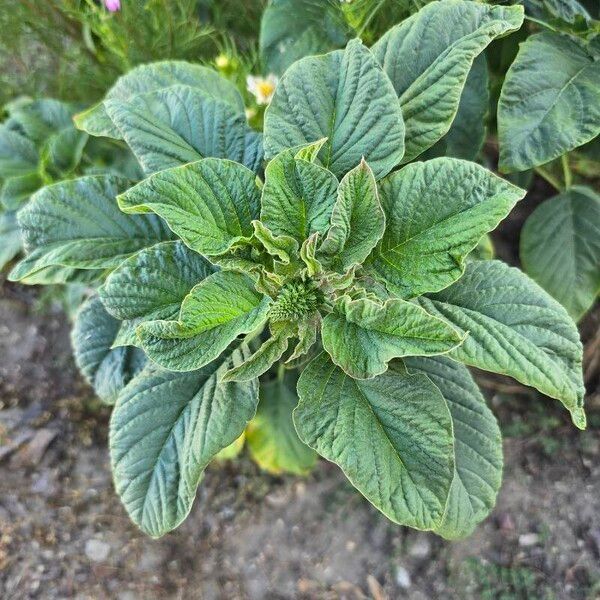 Amaranthus spinosus पत्ता