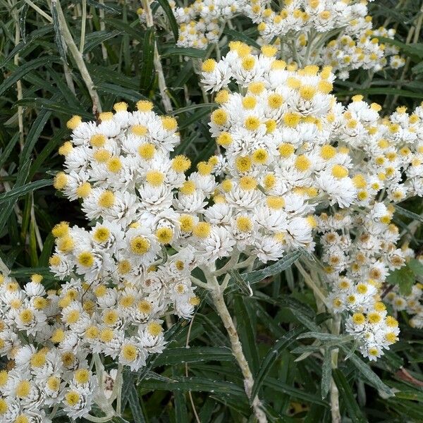 Anaphalis margaritacea Flor