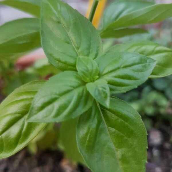 Ocimum basilicum Frunză