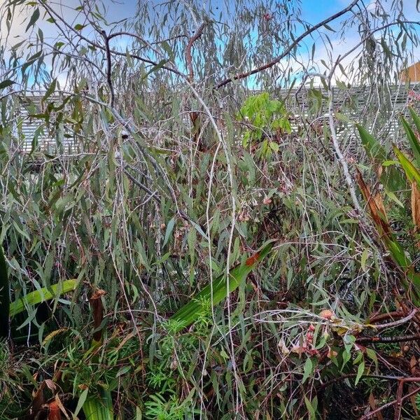 Eucalyptus caesia (Silver princess)