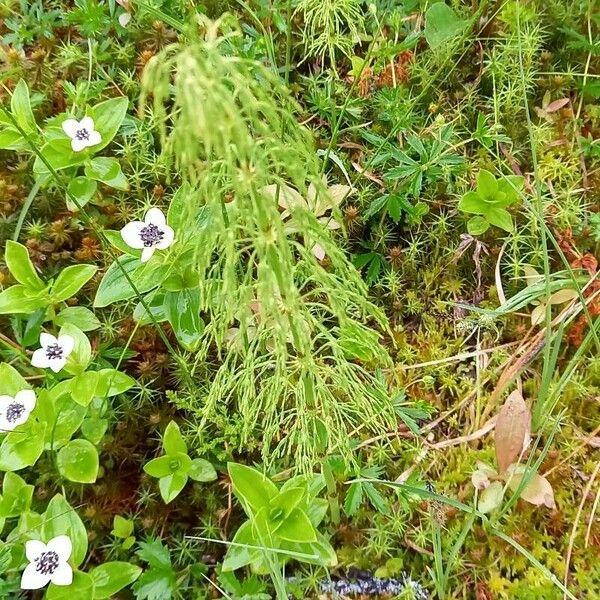 Equisetum pratense Leaf