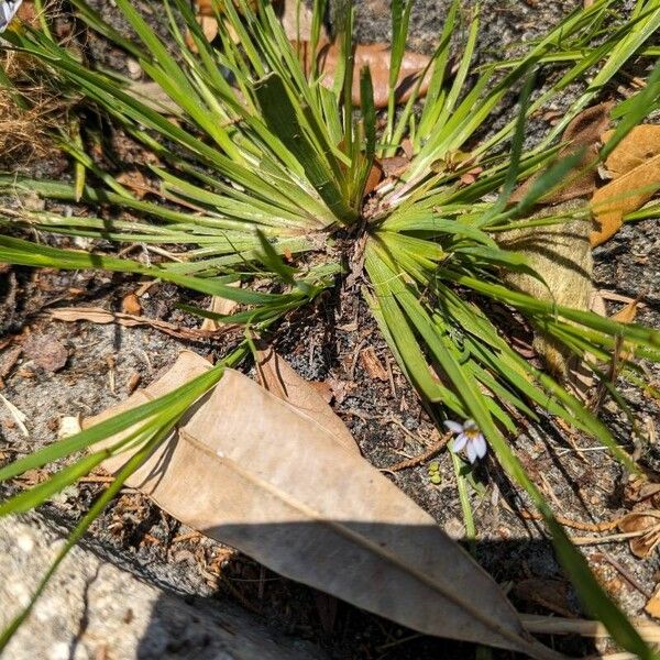 Sisyrinchium angustifolium Feuille