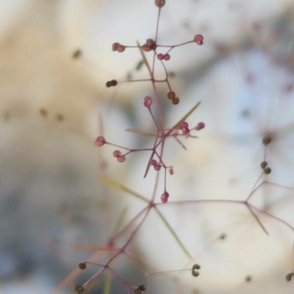 Galium setaceum Fruit