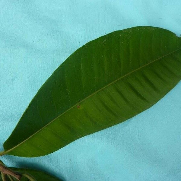 Aspidosperma album Leaf