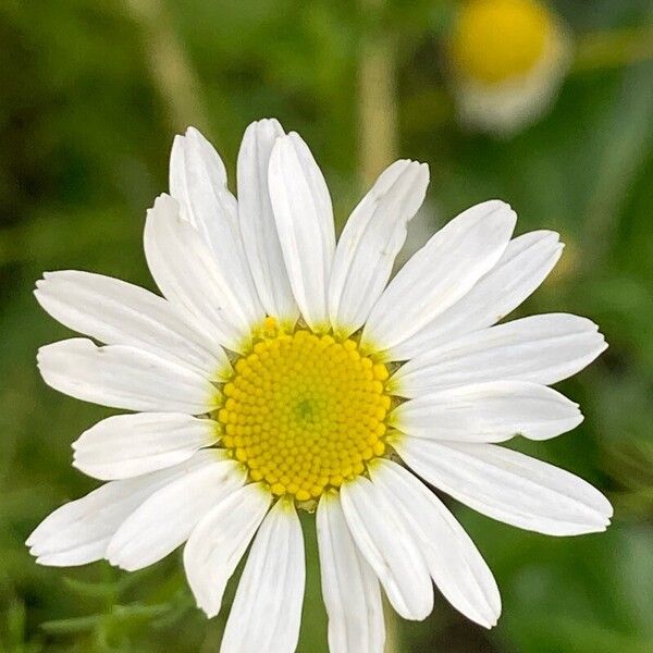 Tripleurospermum inodorum Flower