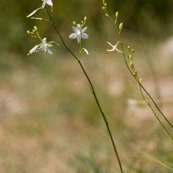 Anthericum ramosum Fleur