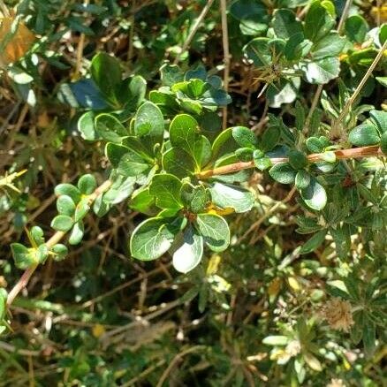 Berberis microphylla 葉