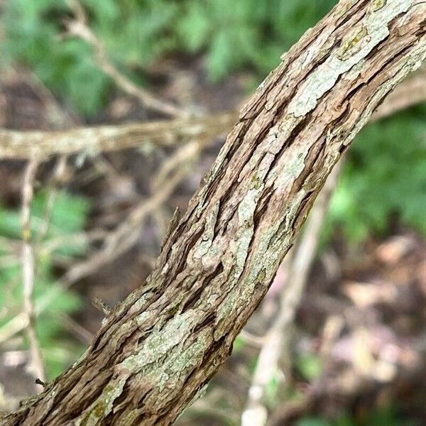 Bystropogon canariensis Bark