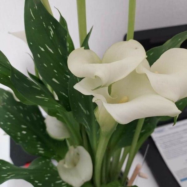 Zantedeschia albomaculata Flower