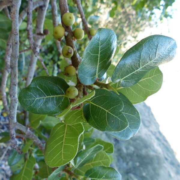 Ficus glumosa Other