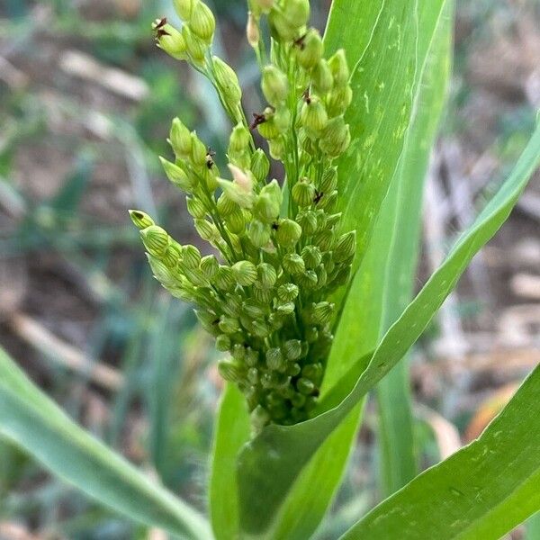 Panicum miliaceum Floro