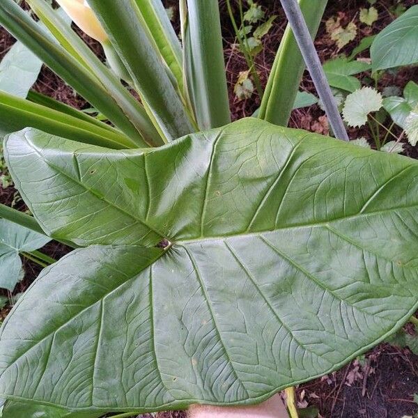 Xanthosoma sagittifolium Leaf