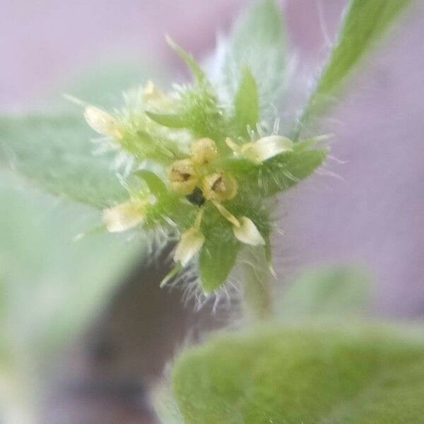 Acanthospermum hispidum Blomma