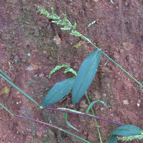 Echinochloa colonum Õis