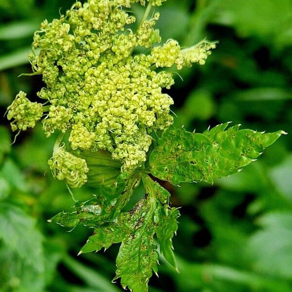 Peucedanum ostruthium Çiçek