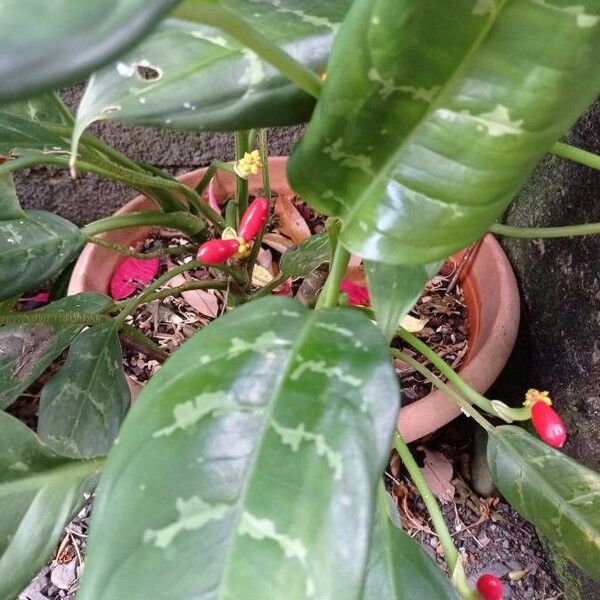 Aglaonema commutatum Leaf