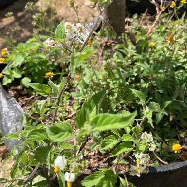 Solanum douglasii Blatt