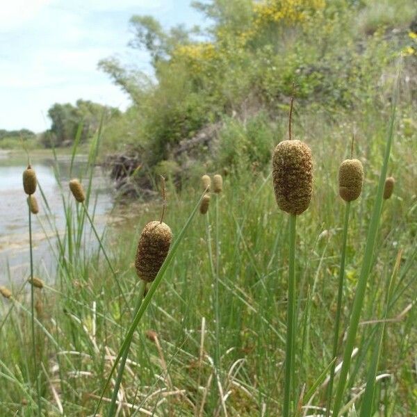 Typha minima 花