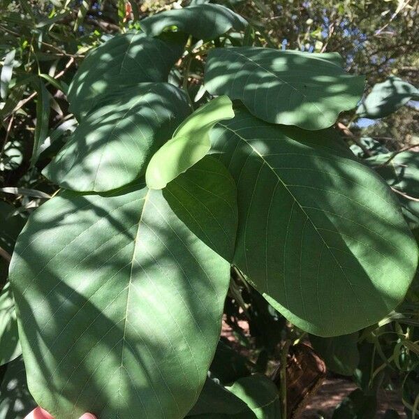 Annona senegalensis Blad