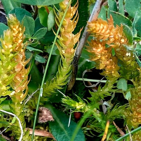 Selaginella selaginoides Costuma