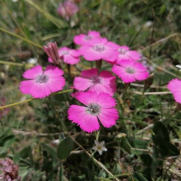 Dianthus pavonius Flor