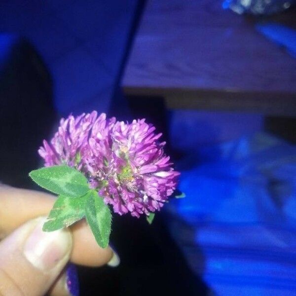 Trifolium alpestre Flower