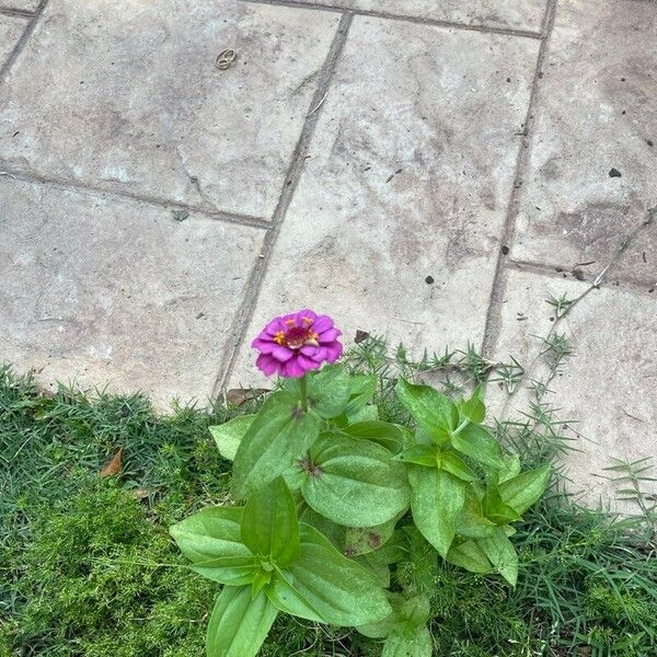 Zinnia peruviana Õis