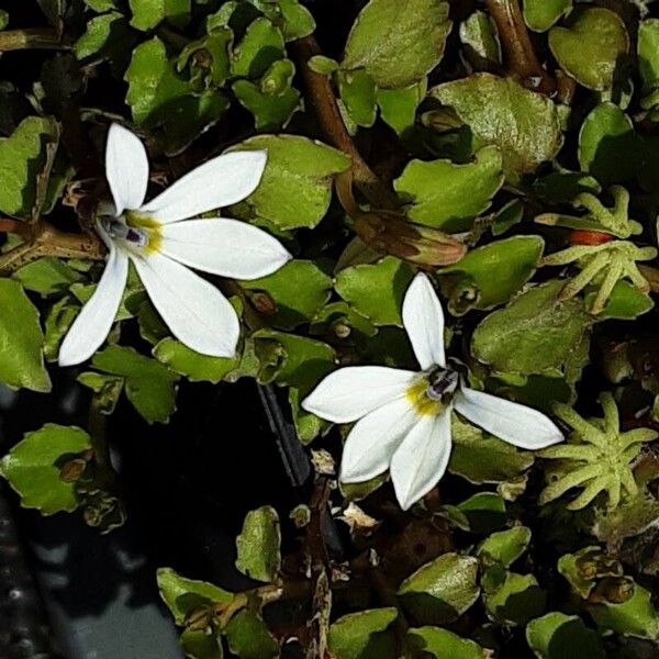 Lobelia angulata Blomma