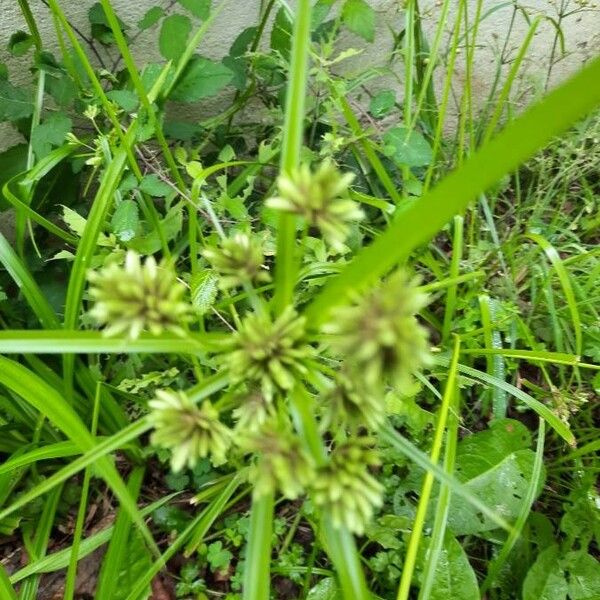 Cyperus eragrostis Flors