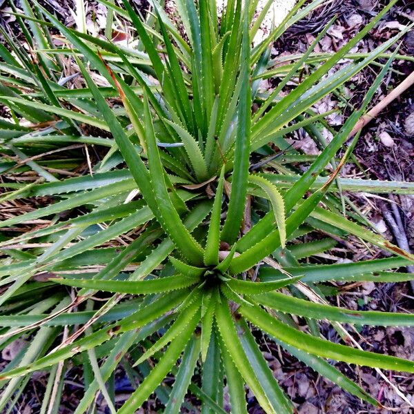 Dyckia encholirioides Hoja