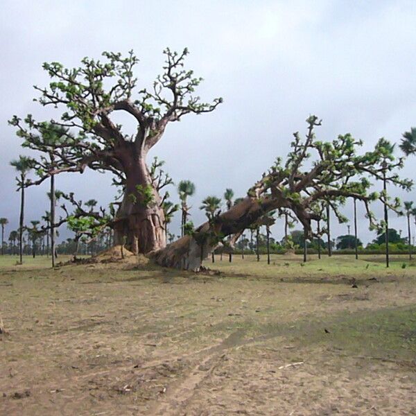 Adansonia digitata 樹皮