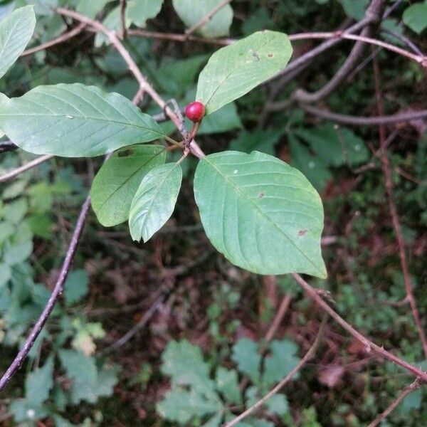 Frangula alnus Hoja