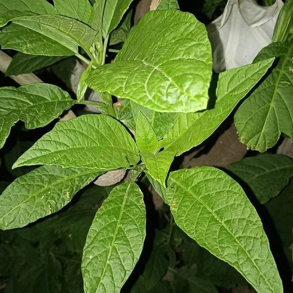 Brugmansia × candida Hoja