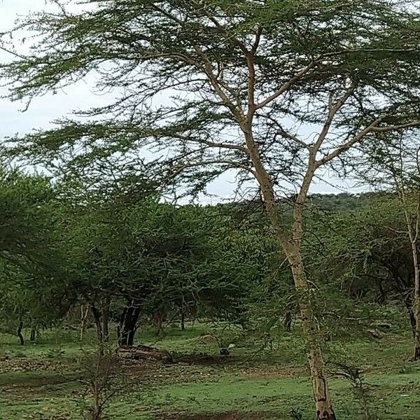 Vachellia xanthophloea Кора