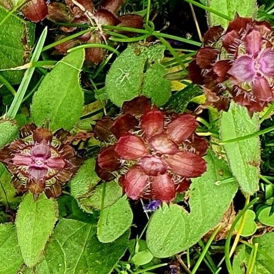 Prunella vulgaris Kukka