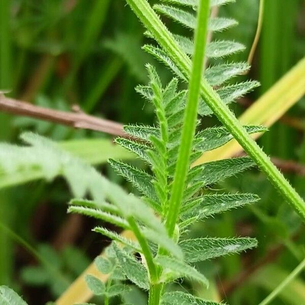 Astragalus danicus Liść