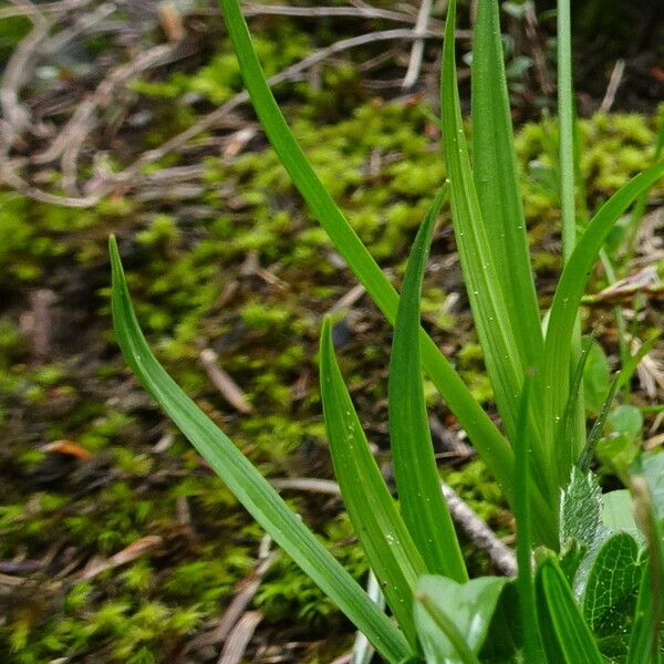 Carex ornithopoda Fulla