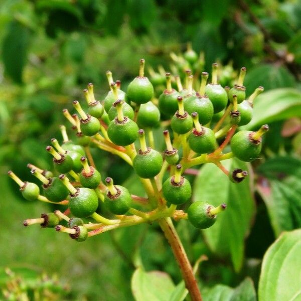 Cornus sanguinea Плід