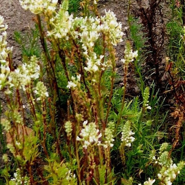 Hebenstretia dentata Flower