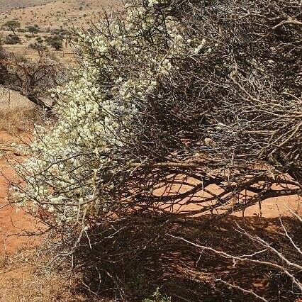 Senegalia mellifera Habit