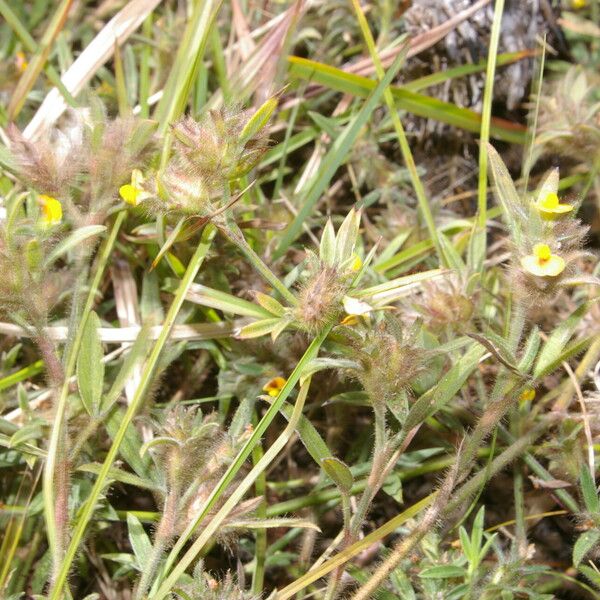 Stylosanthes humilis Habit