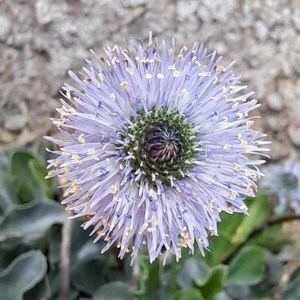 Globularia vulgaris 花