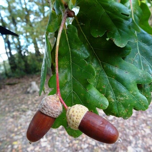 Quercus robur फल
