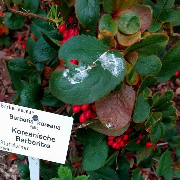 Berberis koreana Fruit