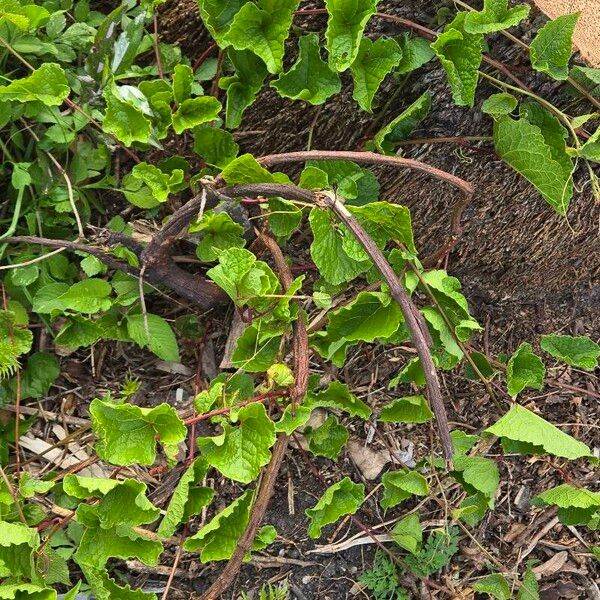 Antigonon leptopus Pokrój