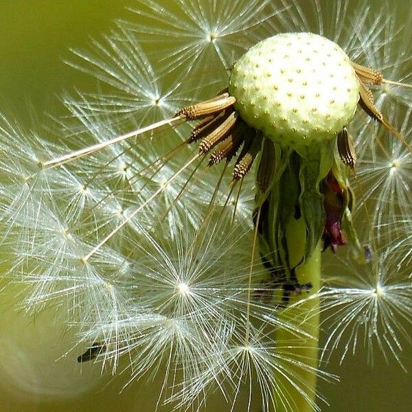 Taraxacum officinale Fruit