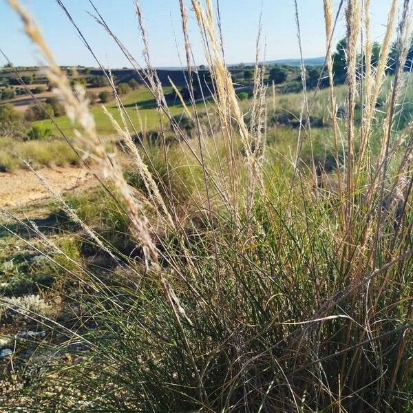 Macrochloa tenacissima 葉